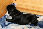 Mr. Brown 16 dagen oud